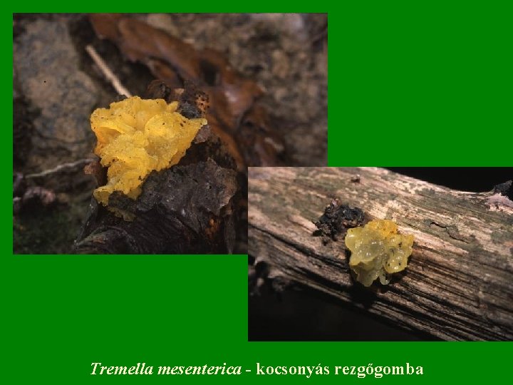Tremella mesenterica - kocsonyás rezgőgomba 