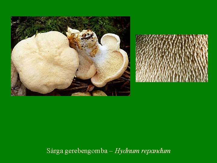 Sárga gerebengomba – Hydnum repandum 