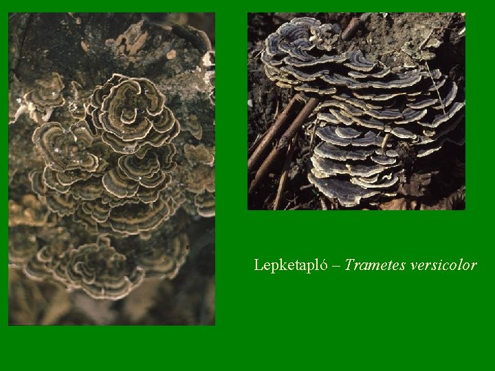 Lepketapló – Trametes versicolor 