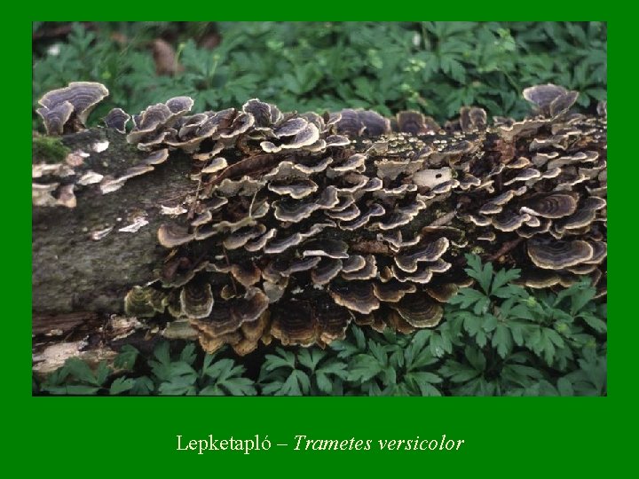 Lepketapló – Trametes versicolor 