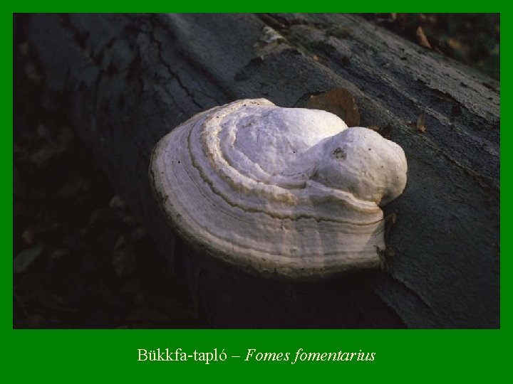 Bükkfa-tapló – Fomes fomentarius 