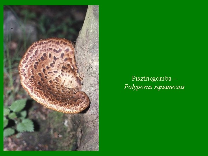 Pisztricgomba – Polyporus squamosus 