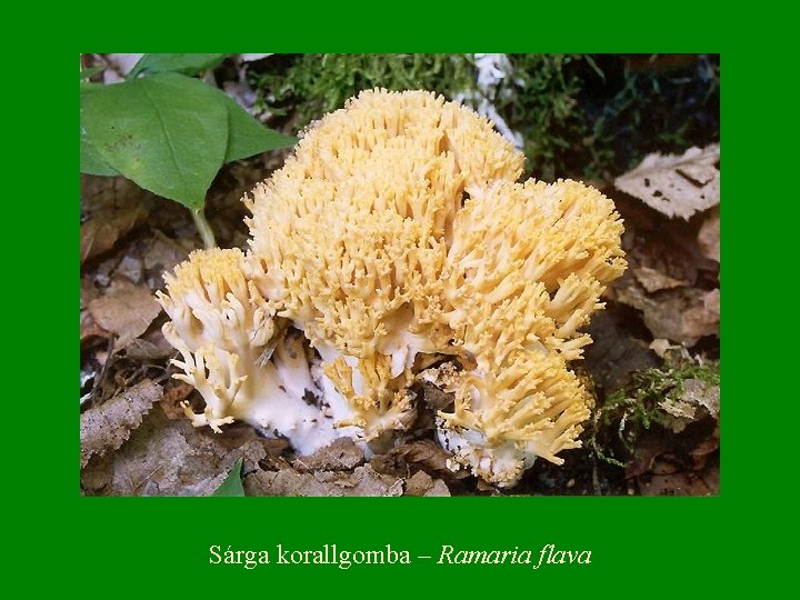 Sárga korallgomba – Ramaria flava 