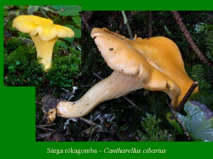 Sárga rókagomba – Cantharellus cibarius 