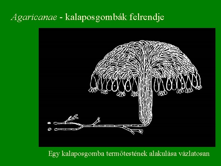 Agaricanae - kalaposgombák felrendje Egy kalaposgomba termőtestének alakulása vázlatosan 