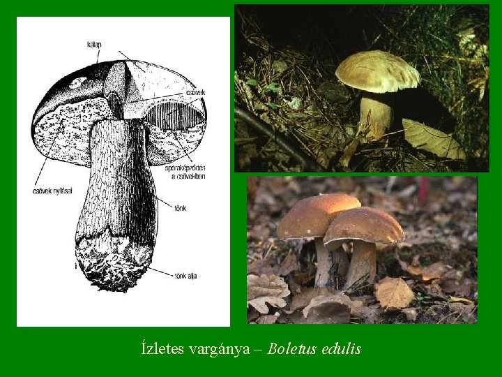  Ízletes vargánya – Boletus edulis 