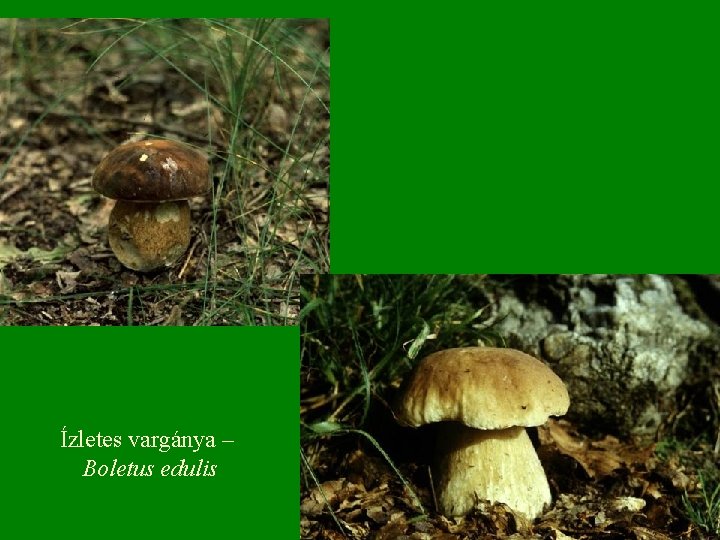 Ízletes vargánya – Boletus edulis 