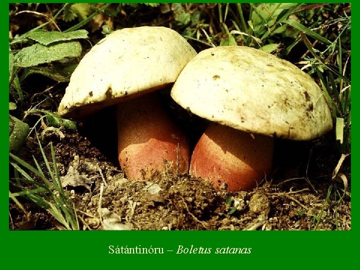 Sátántinóru – Boletus satanas 