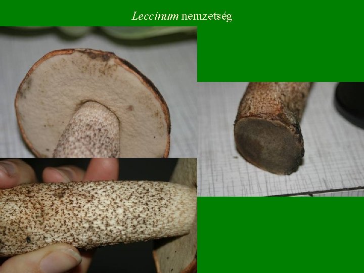 Leccinum nemzetség 