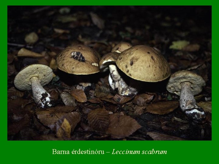 Barna érdestinóru – Leccinum scabrum 