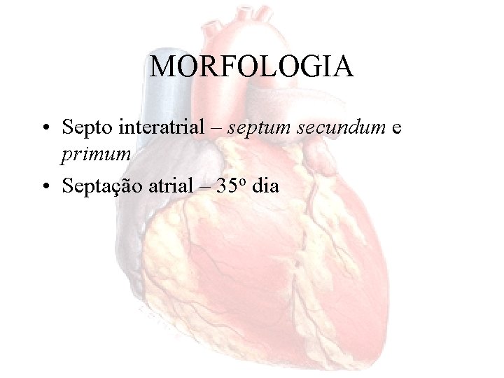 MORFOLOGIA • Septo interatrial – septum secundum e primum • Septação atrial – 35