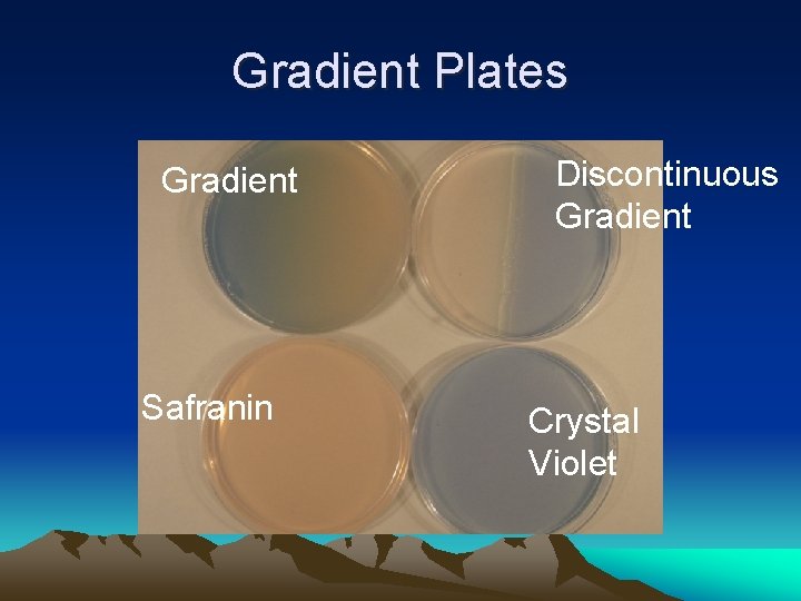 Gradient Plates Gradient Safranin Discontinuous Gradient Crystal Violet 