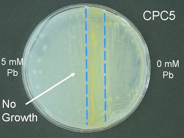 CPC 5 5 m. M Pb No Growth 0 m. M Pb 