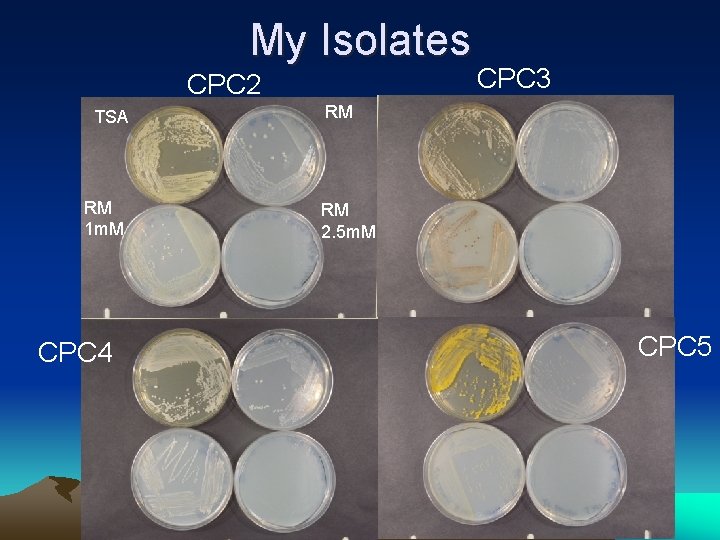 My Isolates CPC 2 TSA RM 1 m. M CPC 4 CPC 3 RM