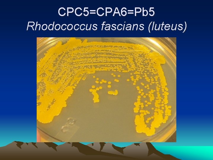 CPC 5=CPA 6=Pb 5 Rhodococcus fascians (luteus) 