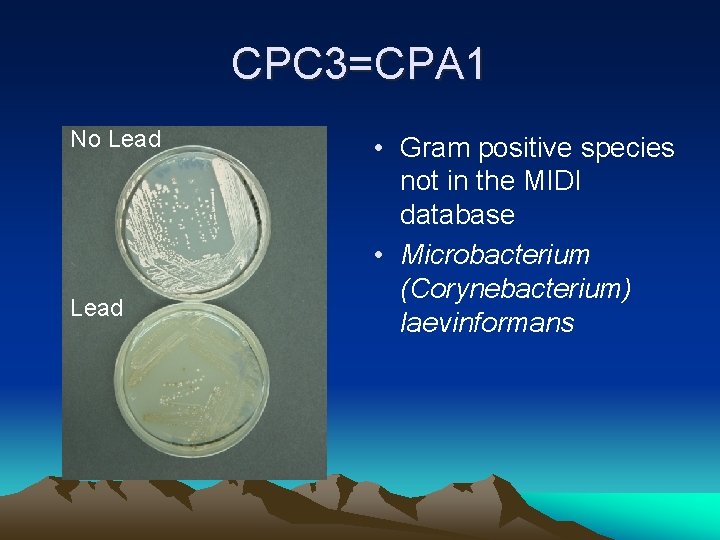 CPC 3=CPA 1 No Lead • Gram positive species not in the MIDI database