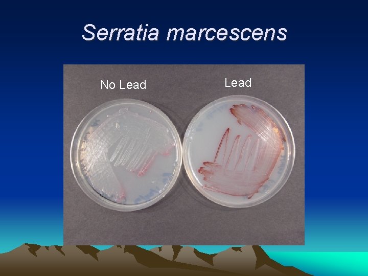 Serratia marcescens No Lead 