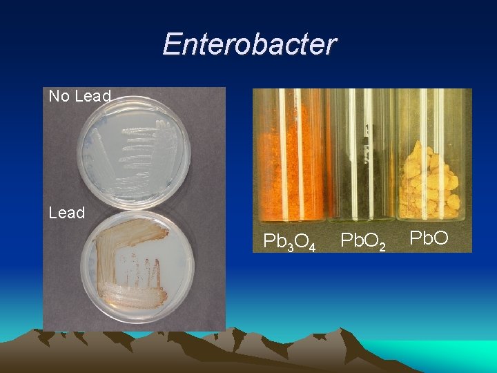 Enterobacter No Lead Pb 3 O 4 Pb. O 2 Pb. O 