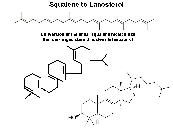 Squalene to Lanosterol Conversion of the linear squalene molecule to the four-ringed steroid nucleus