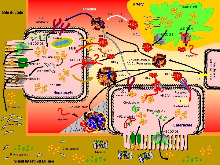 Artery Foam Cell Plasma Bile ductule TG CETP LDL receptors CE LDL Phytosterols ABCA
