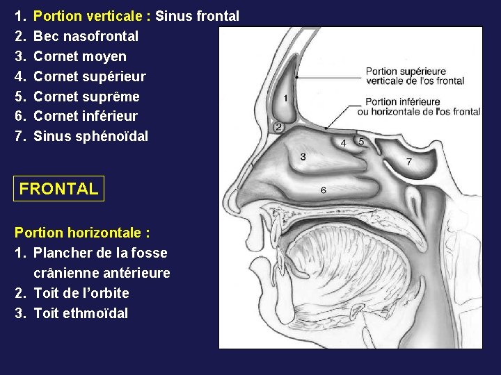 1. 2. 3. 4. 5. 6. 7. Portion verticale : Sinus frontal Bec nasofrontal