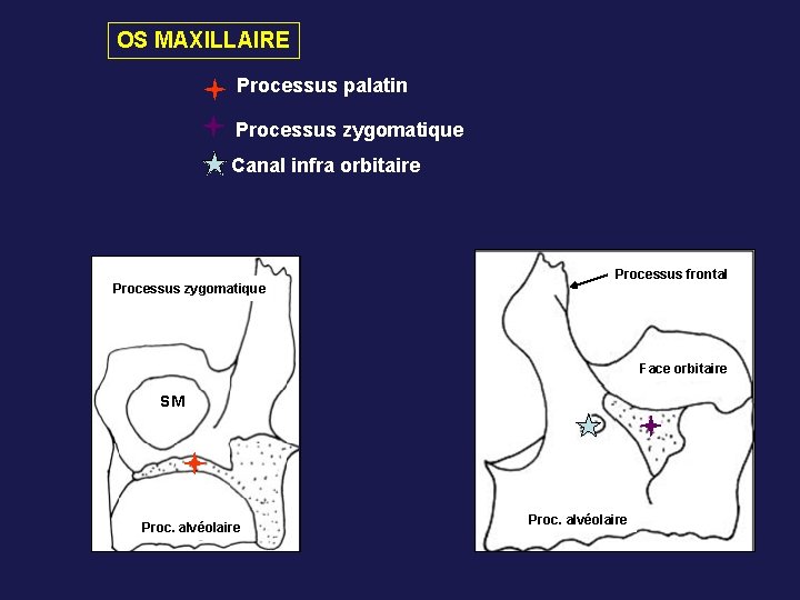OS MAXILLAIRE Processus palatin Processus zygomatique Canal infra orbitaire Processus zygomatique Processus frontal Face