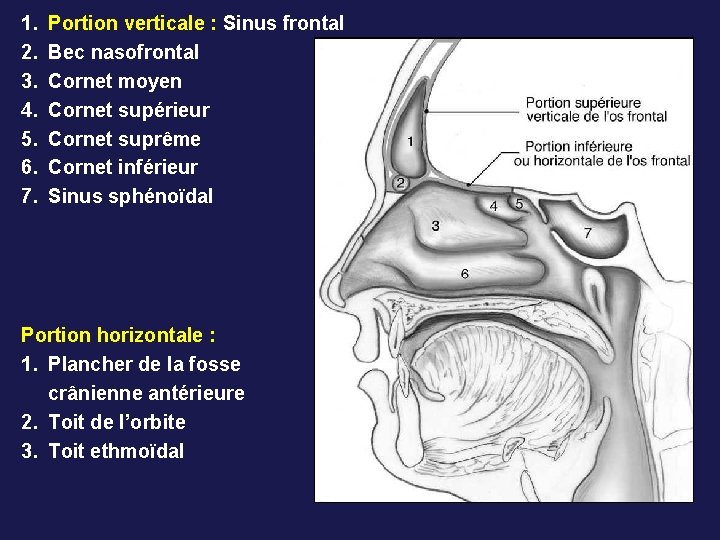1. 2. 3. 4. 5. 6. 7. Portion verticale : Sinus frontal Bec nasofrontal