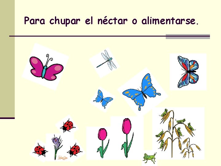 Para chupar el néctar o alimentarse. 