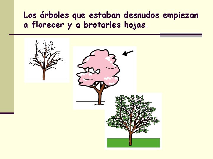 Los árboles que estaban desnudos empiezan a florecer y a brotarles hojas. 