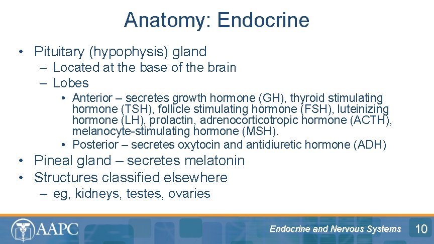 Anatomy: Endocrine • Pituitary (hypophysis) gland – Located at the base of the brain