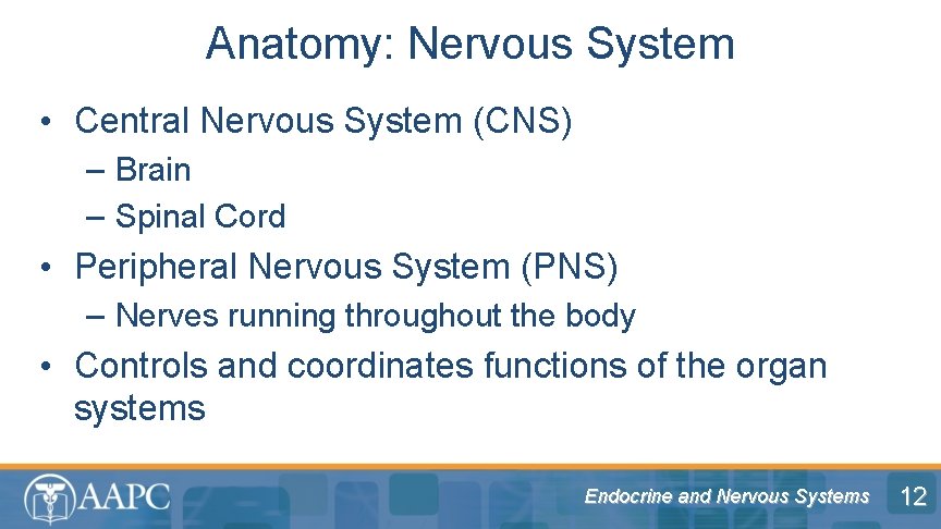 Anatomy: Nervous System • Central Nervous System (CNS) – Brain – Spinal Cord •