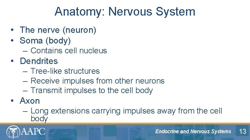 Anatomy: Nervous System • The nerve (neuron) • Soma (body) – Contains cell nucleus