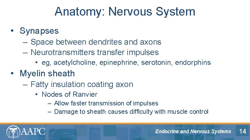 Anatomy: Nervous System • Synapses – Space between dendrites and axons – Neurotransmitters transfer