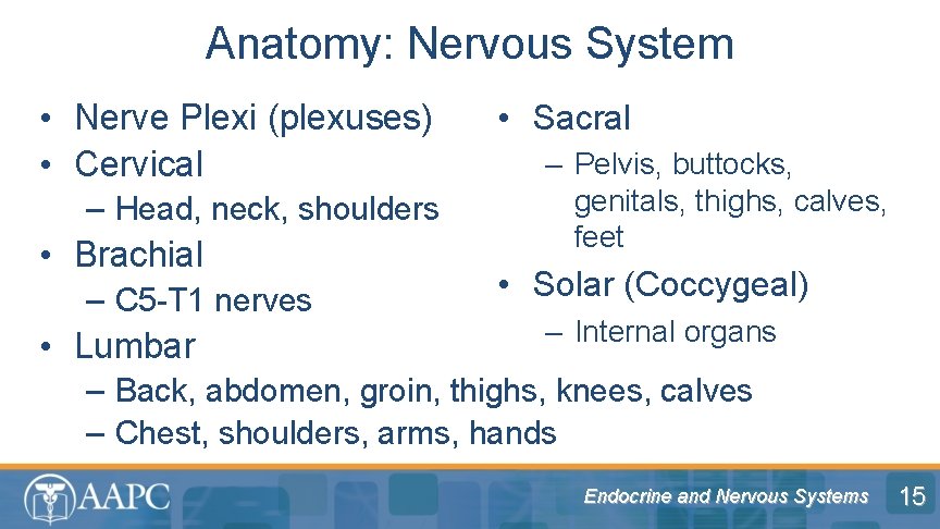 Anatomy: Nervous System • Nerve Plexi (plexuses) • Cervical – Head, neck, shoulders •