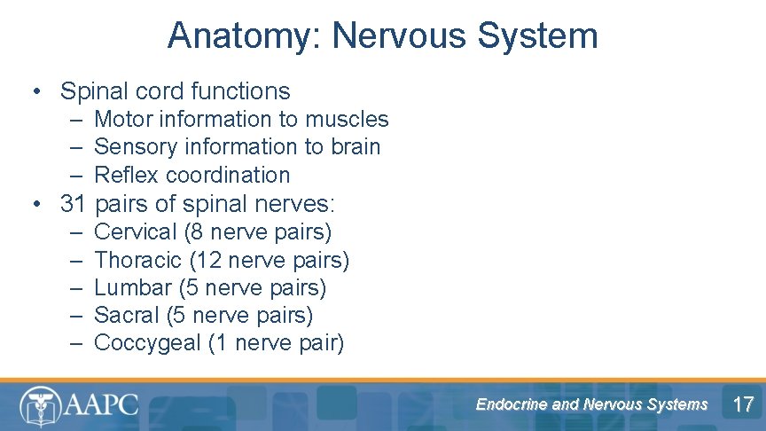 Anatomy: Nervous System • Spinal cord functions – Motor information to muscles – Sensory
