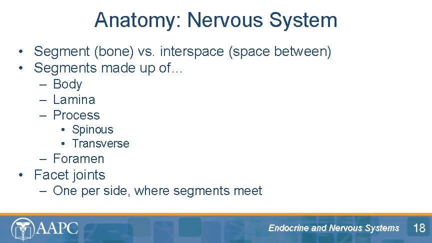 Anatomy: Nervous System • Segment (bone) vs. interspace (space between) • Segments made up