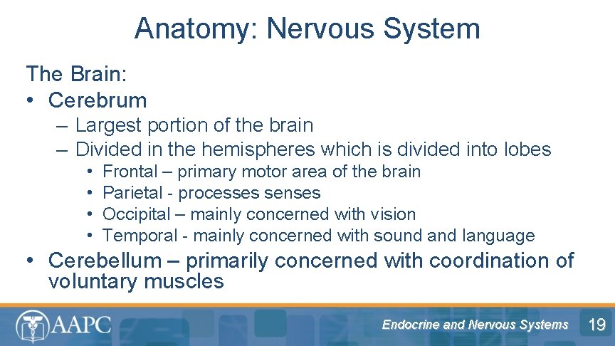 Anatomy: Nervous System The Brain: • Cerebrum – Largest portion of the brain –