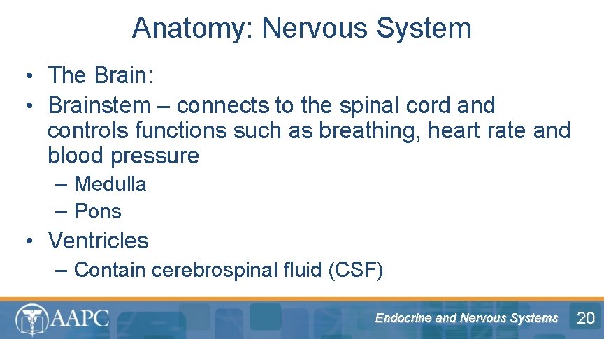 Anatomy: Nervous System • The Brain: • Brainstem – connects to the spinal cord