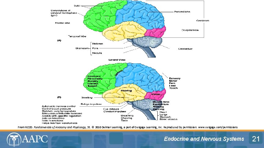 From RIZZO. Fundamentals of Anatomy and Physiology, 3 E. © 2010 Delmar Learning, a