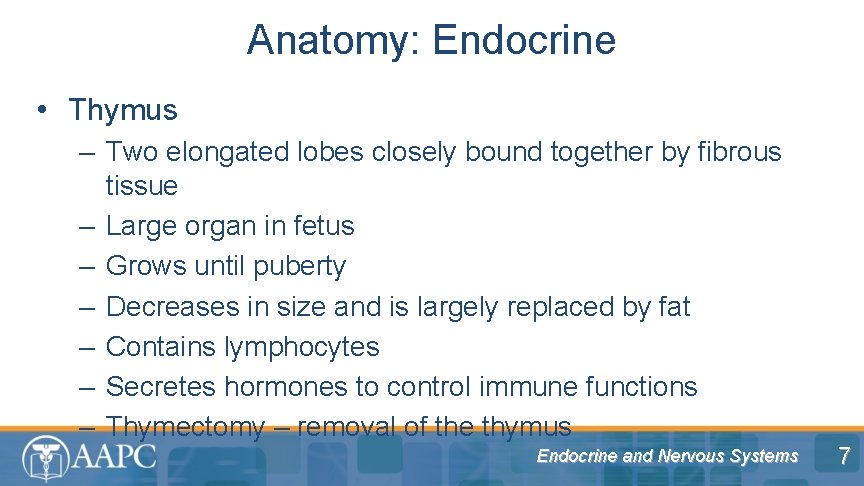 Anatomy: Endocrine • Thymus – Two elongated lobes closely bound together by fibrous tissue