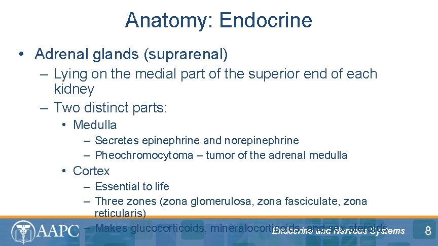 Anatomy: Endocrine • Adrenal glands (suprarenal) – Lying on the medial part of the