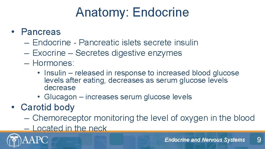 Anatomy: Endocrine • Pancreas – Endocrine - Pancreatic islets secrete insulin – Exocrine –