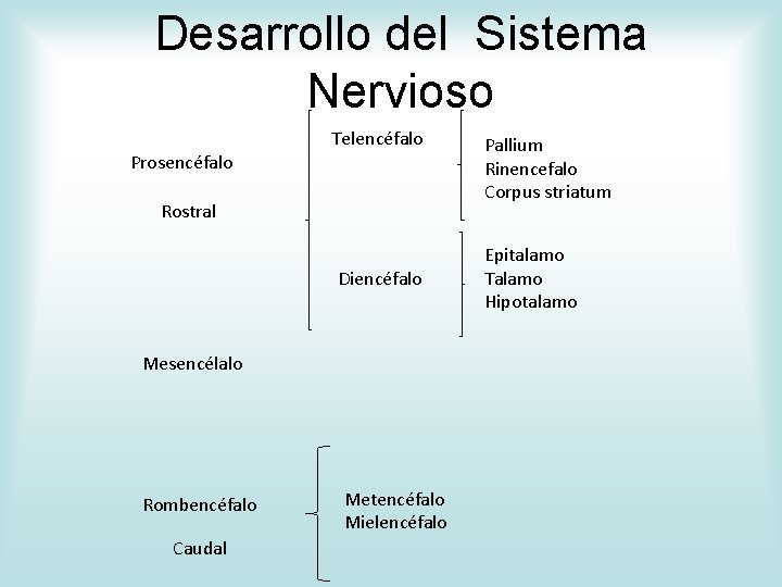 Desarrollo del Sistema Nervioso Telencéfalo Prosencéfalo Rostral Diencéfalo Mesencélalo Rombencéfalo Caudal Metencéfalo Mielencéfalo Pallium