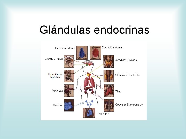 Glándulas endocrinas 