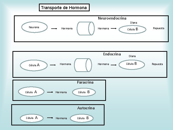 Transporte de Hormona Neuroendocrina Diana Neurona Nn Hormona Endocrina Célula C A Hormona Paracrina