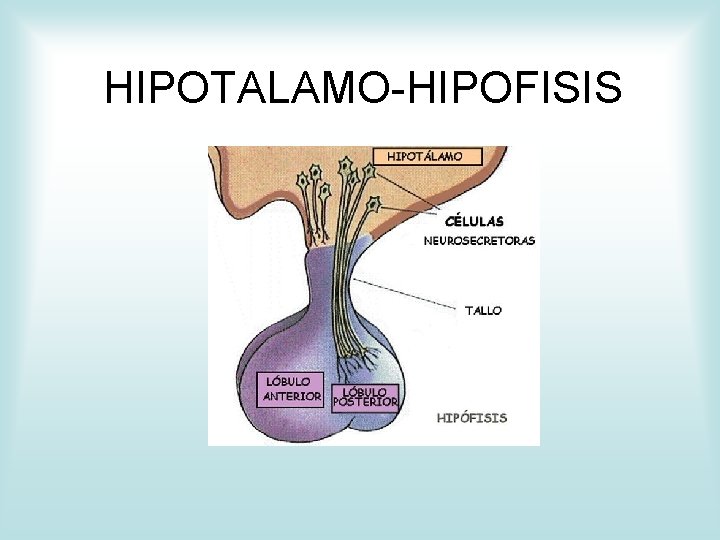 HIPOTALAMO-HIPOFISIS 