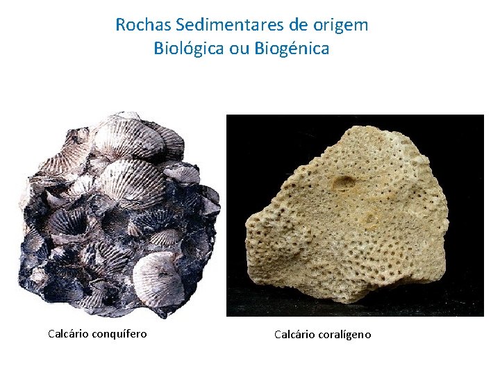 Rochas Sedimentares de origem Biológica ou Biogénica Calcário conquífero Calcário coralígeno 