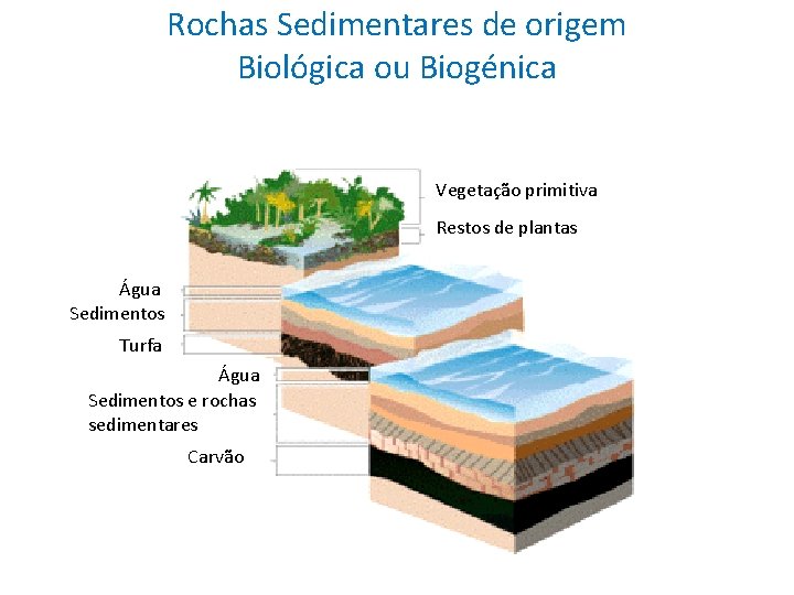 Rochas Sedimentares de origem Biológica ou Biogénica Vegetação primitiva Restos de plantas Água Sedimentos