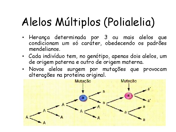 Alelos Múltiplos (Polialelia) • Herança determinada por 3 ou mais alelos que condicionam um