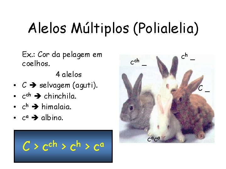 Alelos Múltiplos (Polialelia) • • Ex. : Cor da pelagem em coelhos. 4 alelos
